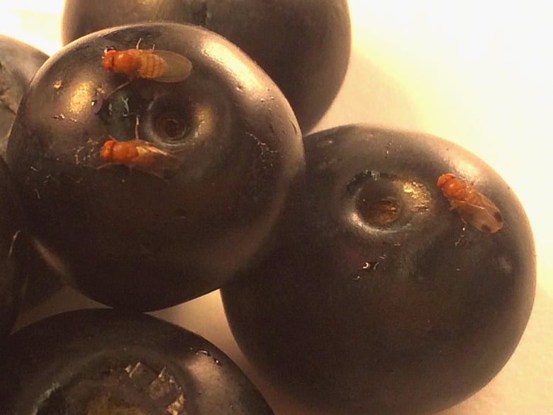 Spotted wing Drosophila on ripe blueberries. The males have a characteristic dark spot on tip of wings. 